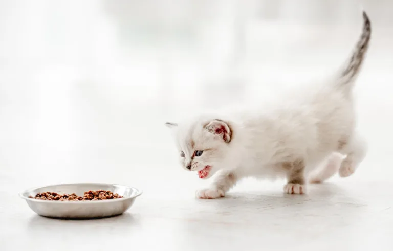 Dieta domowa dla kotów