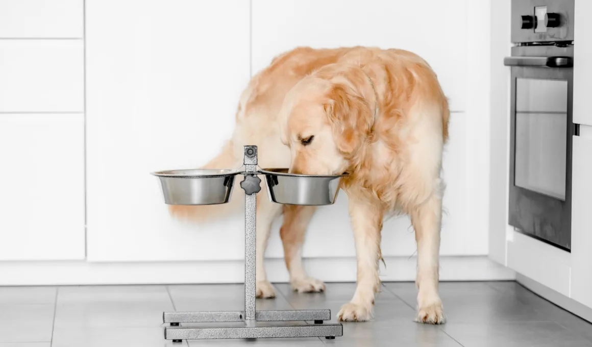Dieta domowa dla psów